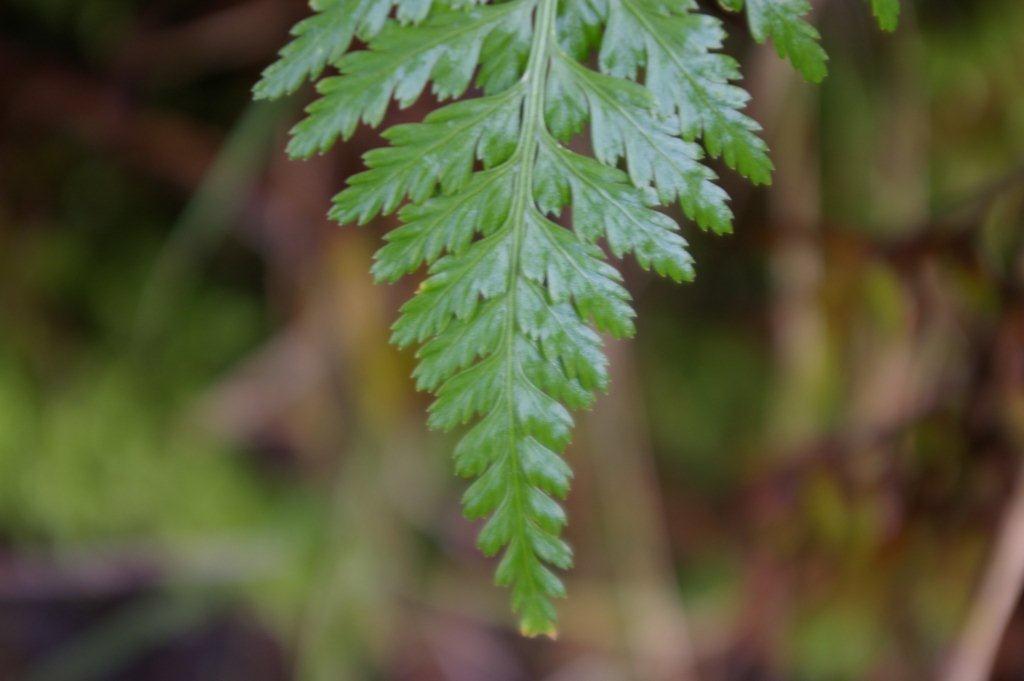 Asplenium cfr. onopteris